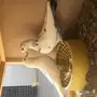 حمام وحشي