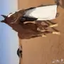 حصان انتاج