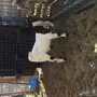 جفره هولنديه صنف
