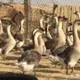 صوص (وز عراقي )