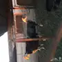شياة نجد وفحل طيبه صنف فاخر