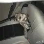 قطه شيرازي للبيع