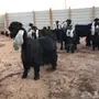 معزاء عوارض معرفات للبيع 