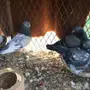 حمام باكستاني 