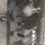 حمام تركي الموقع بلجرشي 