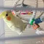 للبيع كروان لاتينو عيون حمر هدد 