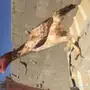 دجاجه باكستانية توووب