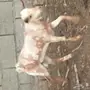 تيس وعناق لون مميز 