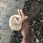 سمان للبيع