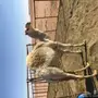 خلفه وضحا ولقحه البيع