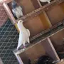 جوز باكستاني 
