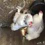 دجاج كولمبي للبيع 