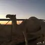 بكره وضحا للبيع 