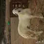 للبيع فحل حري مشروط شعره ناعمه 