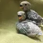 فروخ روز غر للبيع