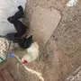 دجاج بياض عدد 6 وديك 2 للبيع