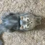 قطط شيرازيه للبيع