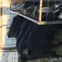 9 معزا عوراض للبيع 