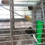 5 حبات كناري مشكل مزاد