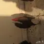 ديكين ودجاجتين فحول