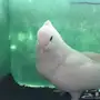 حمام ايراني 