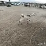 جفره سمين وطيبه 