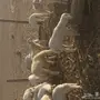 بهم تربيه لبيع والحد 270