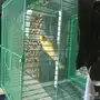 للبيع كناري