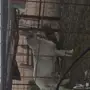 فحل حري