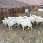 نعاج حباصي مع فحلها