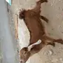 تيس وجفره لبنيه 