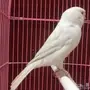 كناري جلوستر ابيض