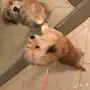 كلب مالتيزي maltese dog 