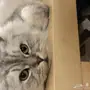 قط هيملايا