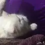 قطه شرازيه امركيه للبيع