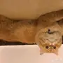 تبني قط 