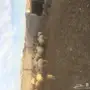 غنم نعيمي للبيع 