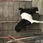 فحل هولندي 