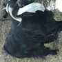 تيس للبيع 