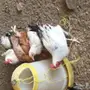 دجاج بلدي 