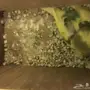 زوج بادجي معه فرخ 