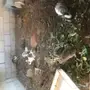 ارانب بلدي للبيع