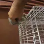 كاسكو كبتن