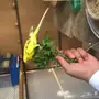 80 طير بادجي للبيع 