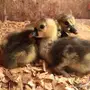 بيض ( وز عراقي) 
