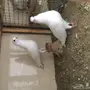 صنعاني 