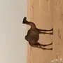 قعود اصله مري على خشبان ال عصلب