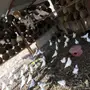حمام مشكل للبيع 