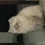 قطه شيرازي بيور اللون تبارك الخلاق 