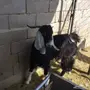 تيوس عارضيه للبيع